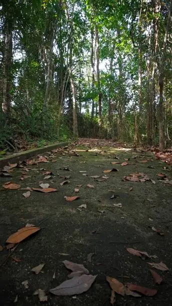 Photo of the background of the mossy cement floor has lots of withered dry leaves falling on its surface