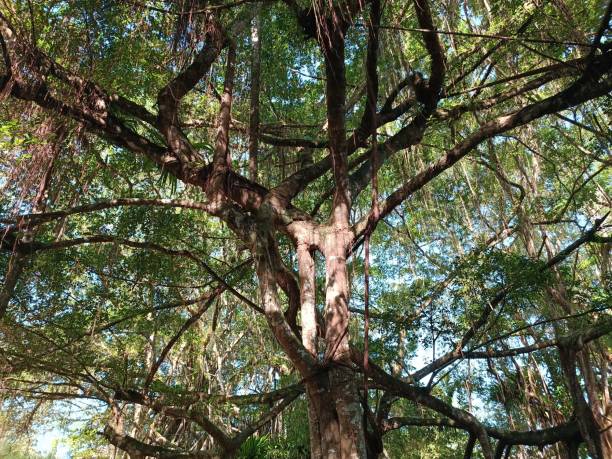 Free picture: intertwined, branches, large, tree