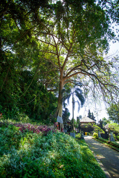 バリ東部クルンクンにあるゴアラワ寺院またはコウモリ洞窟寺院の外側の敷地には、市松模様のサロンが付いたベドゴルの守護像が並ぶ歩道と、コウモリの洞窟がある左側の崖があります。 - pura goa lawah ストックフォトと画像
