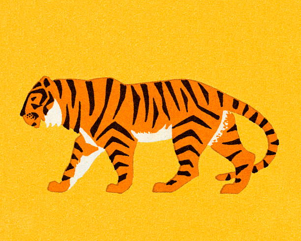 Tiger Tiger yellow background illustrations stock illustrations