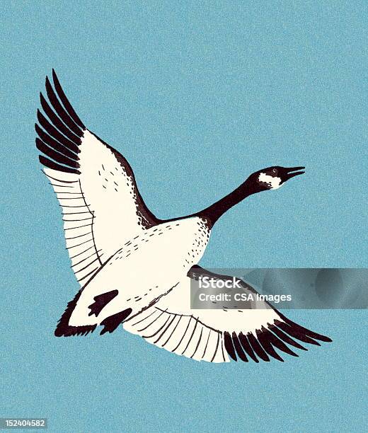 Canadian Goose Flying Stock Illustration - Download Image Now - Goose - Bird, Illustration, Retro Style