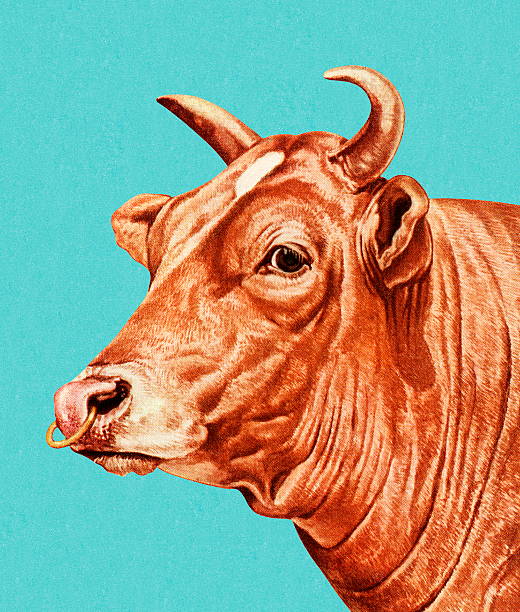 bull, 코 링형 - color image colored background blue background animal stock illustrations