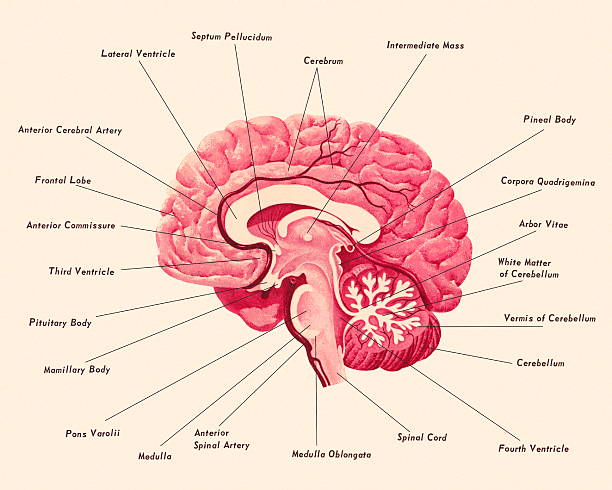 다이어그램 뇌 - 사람 뇌 일러스트 stock illustrations