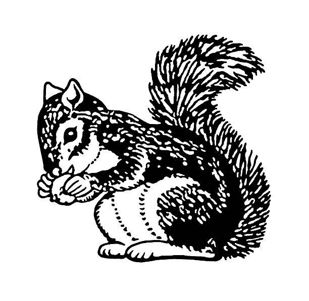 다람쥐 쥠 너트 - squirrel softness wildlife horizontal stock illustrations