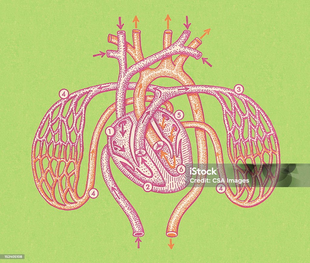 Herz und Arterien - Lizenzfrei Anatomie Stock-Illustration