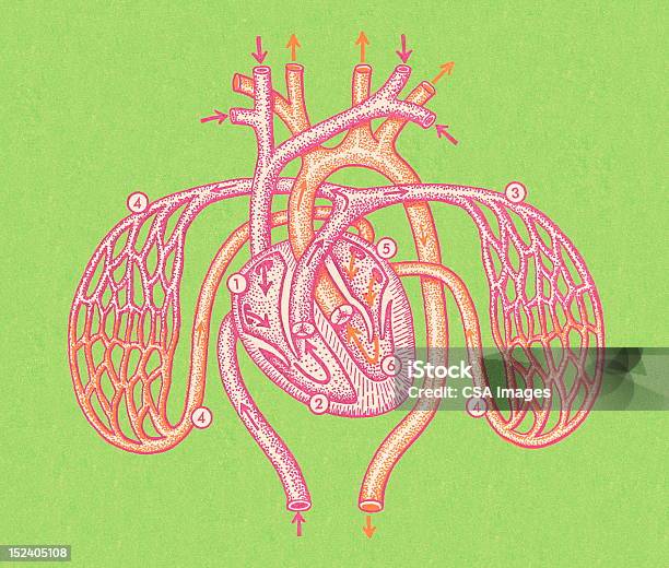 Herz Und Arterien Stock Vektor Art und mehr Bilder von Anatomie - Anatomie, Arterie, Biomedizinische Illustration