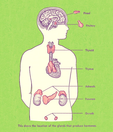 Hormone Producing Glands