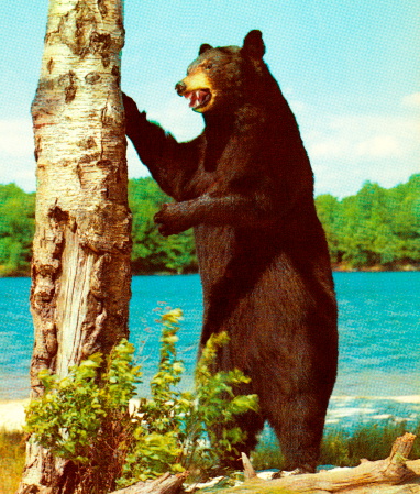 Bear Standing Next to Tree