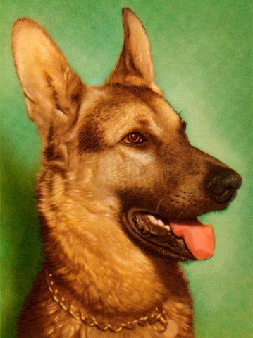 German Shepherd Dog