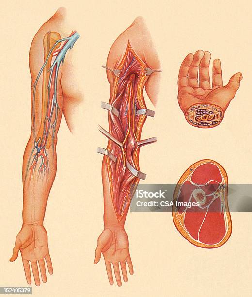 腕手肉イラストレーション - 人体構造のベクターアート素材や画像を多数ご用意 - 人体構造, 断面, 生物学