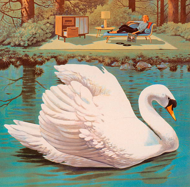 white swan - 天鵝 幅插畫檔、美工圖案、卡通及圖標