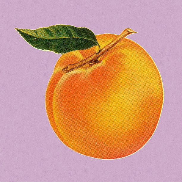 Peach Peach vintage food and drink stock illustrations