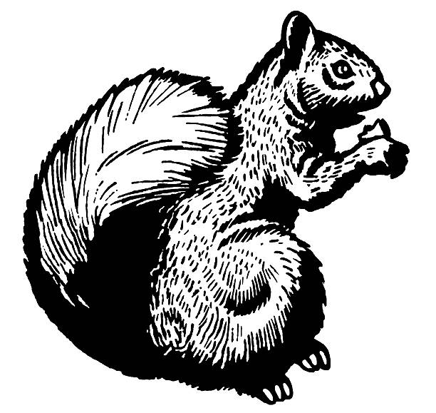 다람쥐 - squirrel softness wildlife horizontal stock illustrations