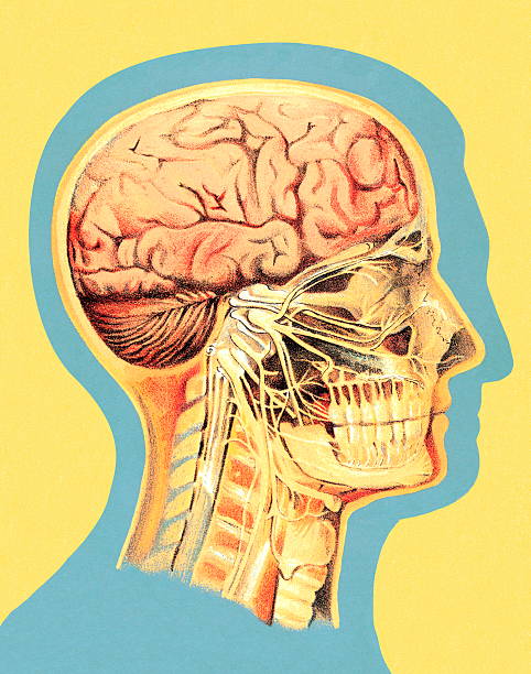 ilustracja medyczny głowy - color image colored background close up human face stock illustrations