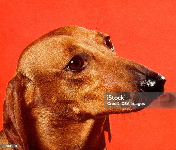 Ilustración de Perro Dachshund y más Vectores Libres de Derechos de Retro - Retro, Retrato, Perro