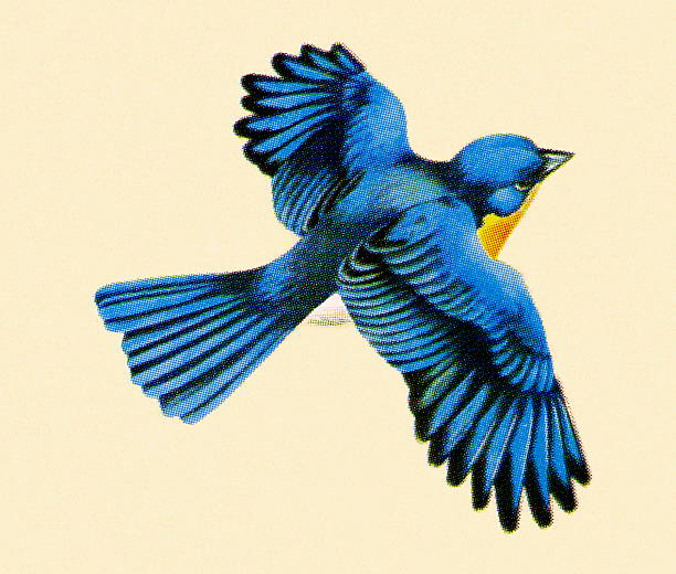 Blue Bird Flying Blue Bird Flying bluebird bird stock illustrations