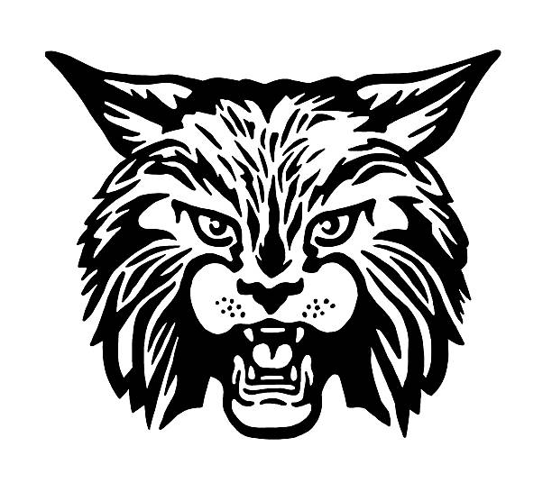 How To Draw A Bobcat Face