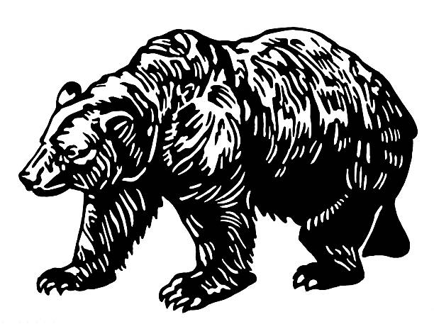 медведь - медведь иллюстрации stock illustrations