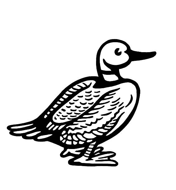 1,087 Black And White Duck Illustrations & Clip Art - iStock | Black and white snake 1,087 Black And White Duck Illustrations & Clip Art - iStock | Black and white snake