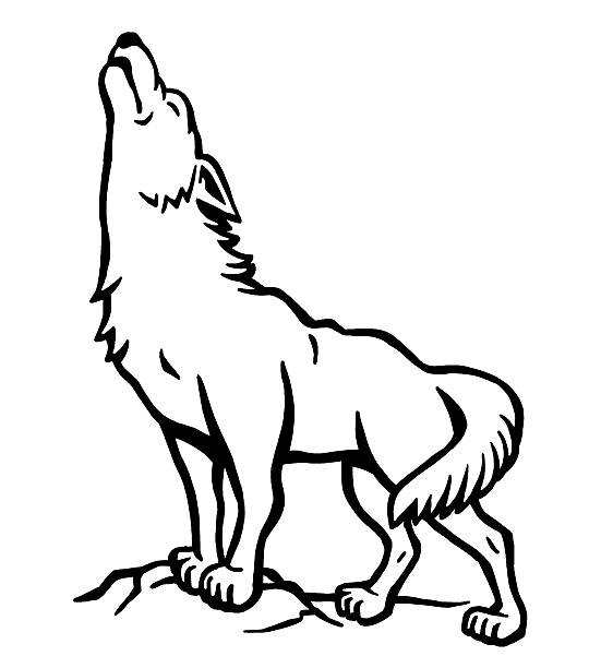 illustrations, cliparts, dessins animés et icônes de wolf hurlement - coyote desert outdoors day