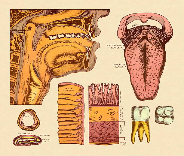 ilustraciones, imágenes clip art, dibujos animados e iconos de stock de diagrama de boca esopagus y lingual - lingual