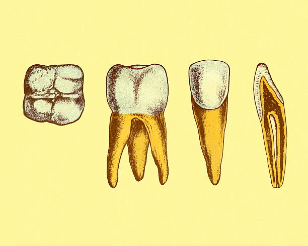 ilustrações de stock, clip art, desenhos animados e ícones de quatro vistas de dentes - human teeth dental hygiene anatomy diagram