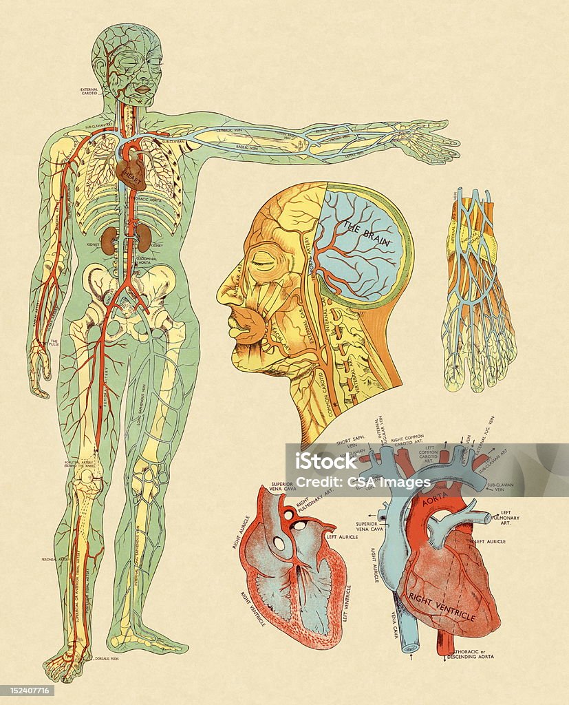 Anatomia delle arterie e delle vene - Illustrazione stock royalty-free di Organo interno dell'uomo