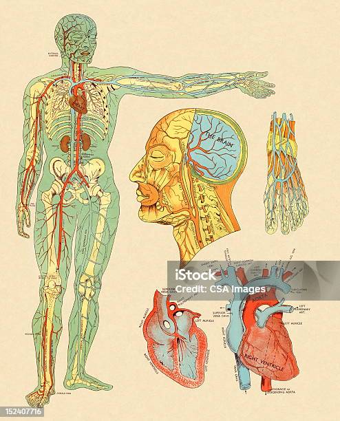정맥 및 동맥 구조를 인간의 내장기관에 대한 스톡 벡터 아트 및 기타 이미지 - 인간의 내장기관, 다이어그램, 심장혈관계