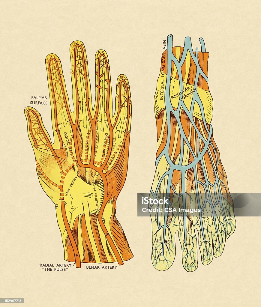 Суда и артерий рук и ног - Стоковые иллюстрации Вена роялти-фри