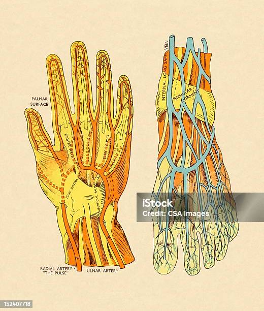 Суда И Артерий Рук И Ног — стоковая векторная графика и другие изображения на тему Вена - Вена, Кисть руки, Схема