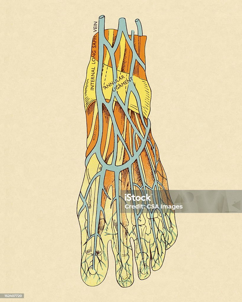 Navios no pé - Royalty-free Anatomia Ilustração de stock