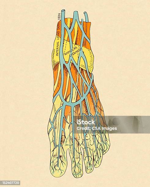 Navios No Pé - Arte vetorial de stock e mais imagens de Anatomia - Anatomia, Parte do corpo, Artéria