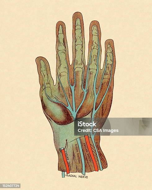 신경 및 동맥 손 0명에 대한 스톡 벡터 아트 및 기타 이미지 - 0명, 건강관리와 의술, 다이어그램