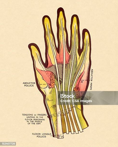 Схема Сухожилий В Исполнение — стоковая векторная графика и другие изображения на тему Большой палец руки - Большой палец руки, Медико-биологическое изображение, Анатомия