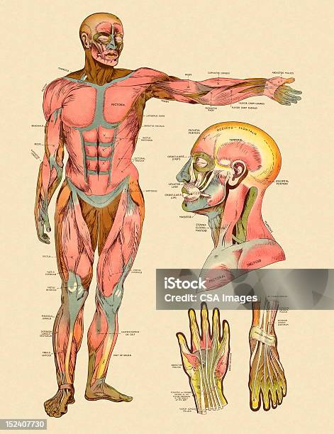 Diagramma Di Fronte I Muscoli Del Corpo Umano - Immagini vettoriali stock e altre immagini di Muscolo - Muscolo, Biologia, Ordine
