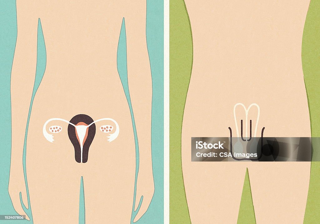 Organi di sesso maschile e femminile - Illustrazione stock royalty-free di Organo riproduttivo umano