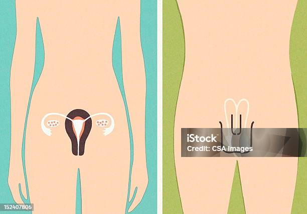 Organi Di Sesso Maschile E Femminile - Immagini vettoriali stock e altre immagini di Organo riproduttivo umano - Organo riproduttivo umano, Uomini, Donne