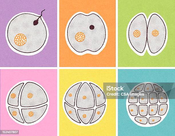 Fertilzed Ei Trennen Stock Vektor Art und mehr Bilder von Biologie - Biologie, Bunt - Farbton, Composite-Technik