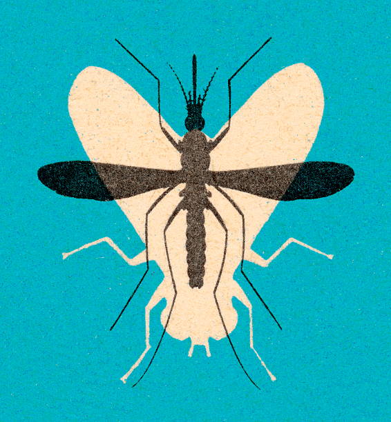 fly und moskito - color image colored background blue background animal stock-grafiken, -clipart, -cartoons und -symbole
