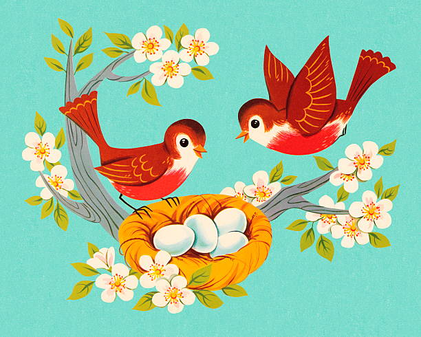 ilustrações de stock, clip art, desenhos animados e ícones de dois robins e um ninho - color image blue background season animal