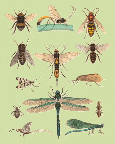Various Flying Insects