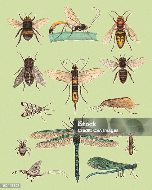 Flying Insect Persective Drawing Various Flying Insects Stock Illustration - Download Image Now - Retro ...