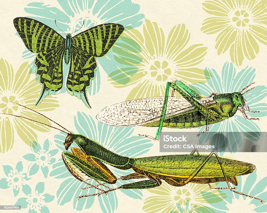 Insectes et motif floral - Illustration de Criquet migrateur libre de droits