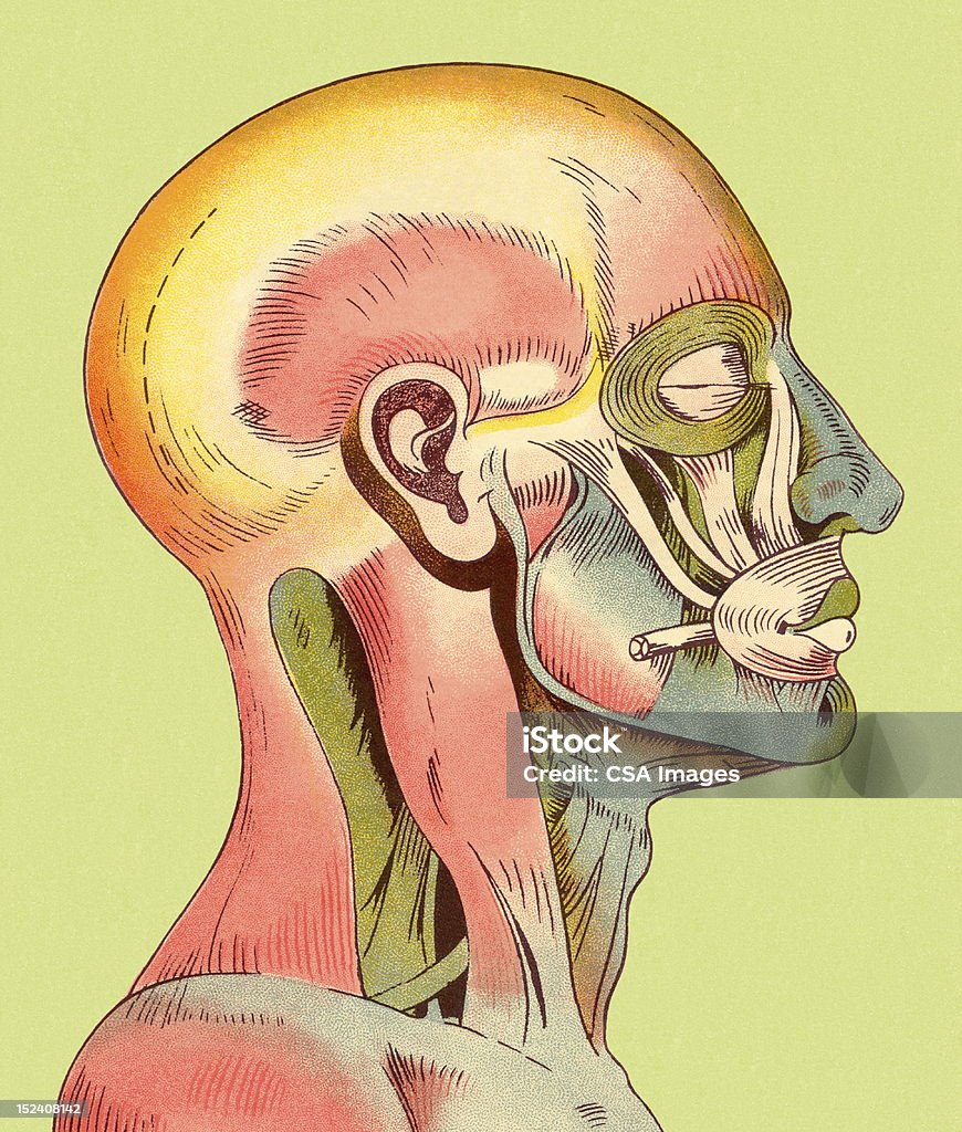 Ilustración de Músculos De Cabeza Y La Parte Superior Del Cuerpo y más Vectores Libres de Derechos de Anatomía - Anatomía, Asistencia sanitaria y medicina, Color - Tipo de imagen - iStock Ilustración de Músculos De Cabeza Y La Parte Superior Del Cuerpo y más Vectores Libres de Derechos de Anatomía - Anatomía, Asistencia sanitaria y medicina, Color - Tipo de imagen - iStock