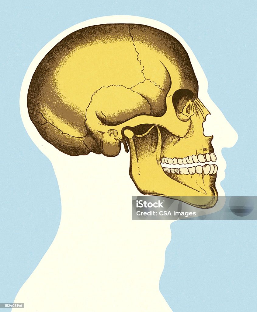 Sideview von Kopf und Totenkopf - Lizenzfrei Anatomie Stock-Illustration