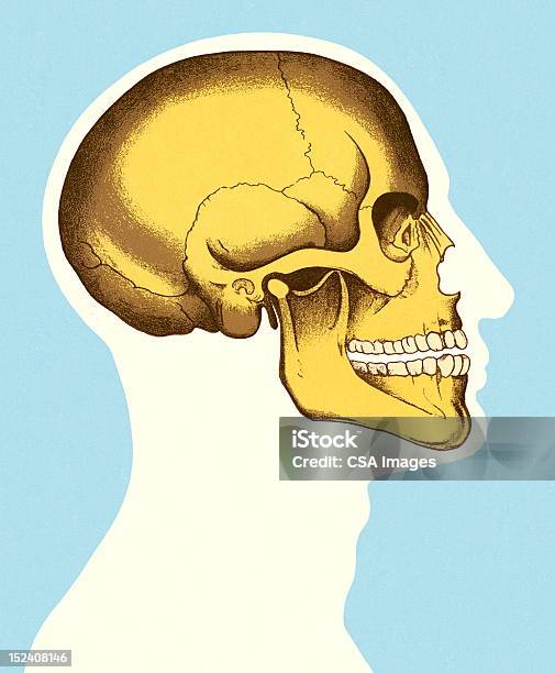 Sideview Von Kopf Und Totenkopf Stock Vektor Art und mehr Bilder von Anatomie - Anatomie, Biologie, Biomedizinische Illustration