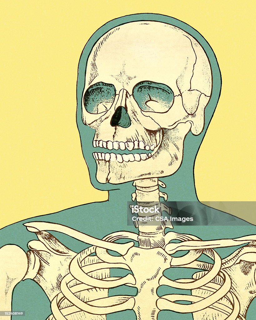 Close-up of Human Skeleton Anatomy stock illustration