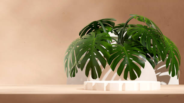 istock white cylinder podium in landscape green leaf monstera plant, 3d render image empty space 1524088086