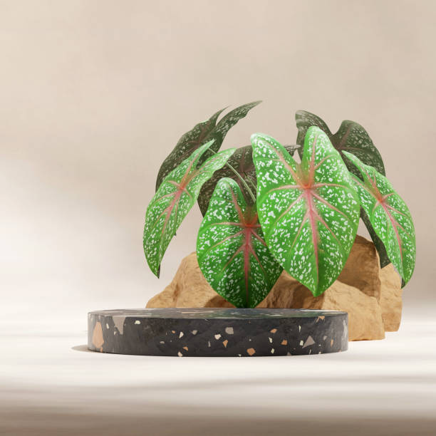 istock in square green pink caladium plant, 3d image render empty mockup black terrazzo cylinder podium 1524093339