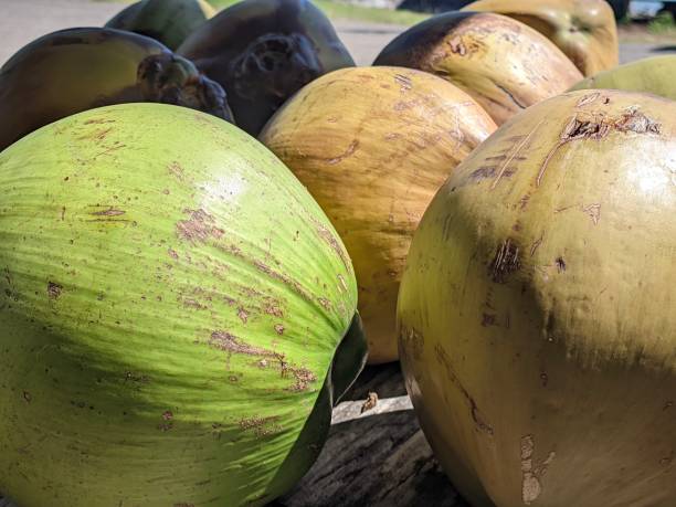 istock closeup of fresh young coconuts against a summer beach background 1524095899